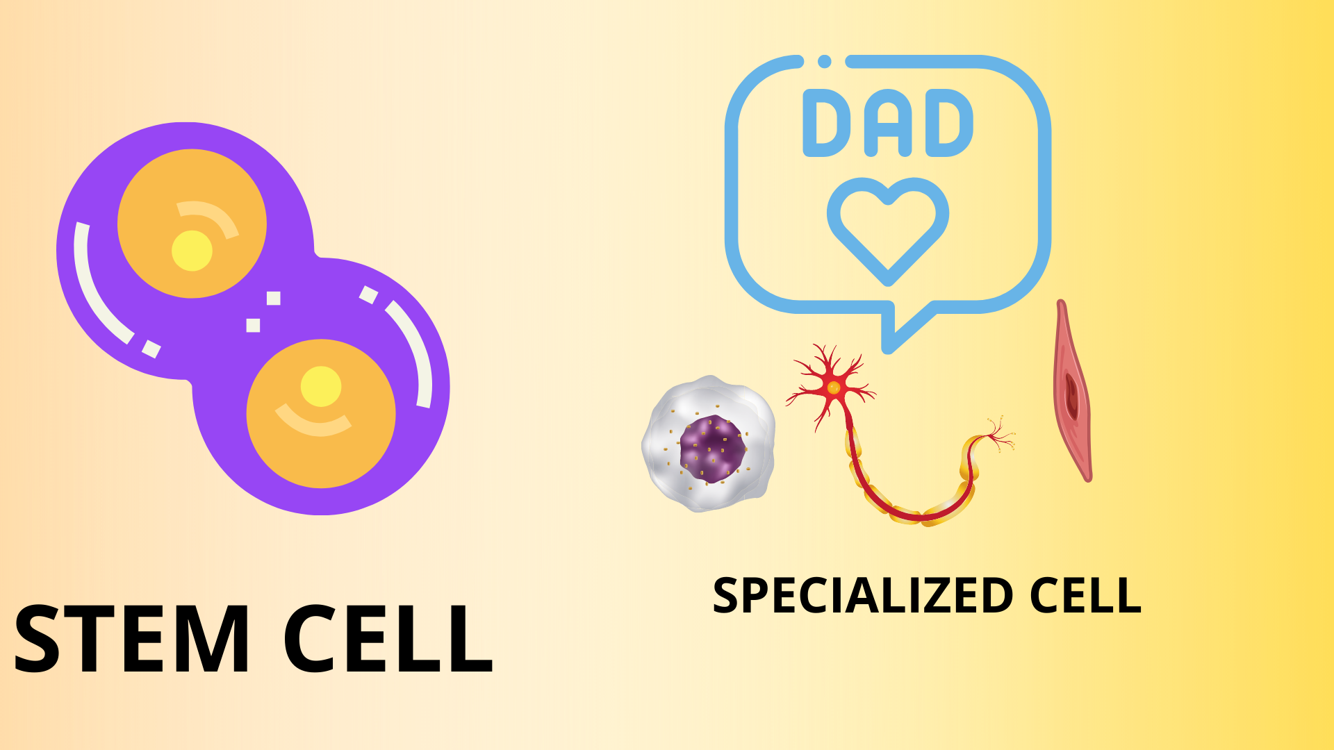 Father of all Cells (STEM CELL):